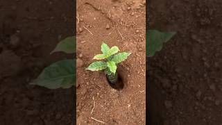 Plantio De Mudas De Café Arábica, Produzidas No Paper Pot.