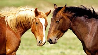 Николай Дроздов рассказывает о лошадях 🐴