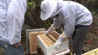 Abee Installing Bees at Pingree Farms