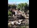 Baby Jaguar frolicking with mom until she senses danger.
