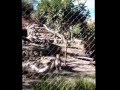 Baby Jaguar frolicking with mom until she senses danger.