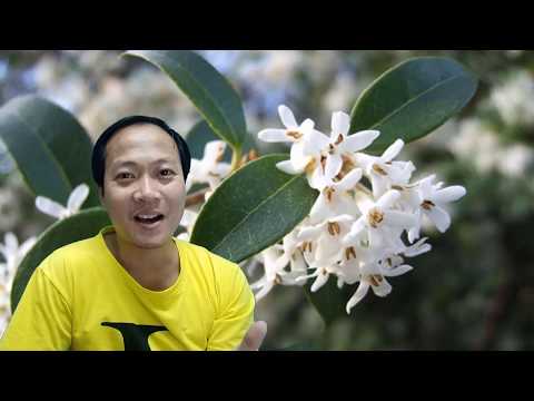 PHÂN BIỆT Chính xác MỘC HƯƠNG TA | TẠI SAO MỘC HƯƠNG LẠI SỐT VÂY? phần 2