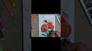 Gelincikpoppy