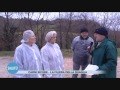 Allevamento delle quaglie Allevamento delle quaglie