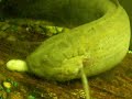 lungfish feeding video 0001