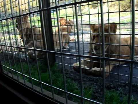 ライオンの餌やり　富士サファリパーク
