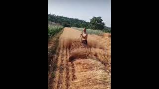 Buğday Biçme Tekniği