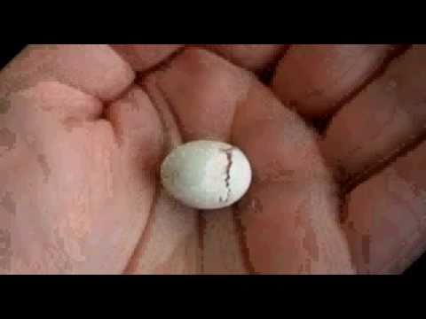 Baby Bird Egg Hatching - YouTube