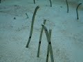 red sea garden eel