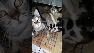 Mak Mimi Ikut2Tan Aja Padahal Bukan Dia Yg Punya Anak