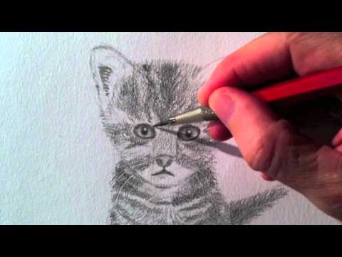 Como dibujar un gato realista - Dibujando un gatito a lápiz