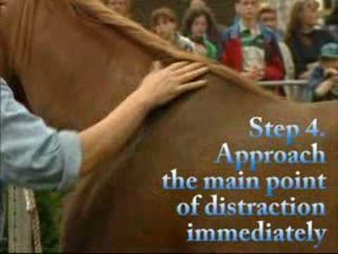 Hempfling - Calming Spooky Arabian Horse - by Authentic Horsemanship
