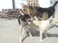 الكلب الطفيلي شاهدوا فلسفة الكلاب في الجنس