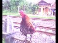 Ayam Ketawa Asli Sidrap Type Dangdut 1 images Ayam Ketawa Asli Sidrap Type Dangdut 1