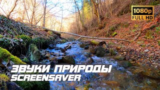 Живая Природа - Ручей | Река | Звуки Природы | Звуки Ручья | Шум Воды | Релаксация | Заставка Для Тв