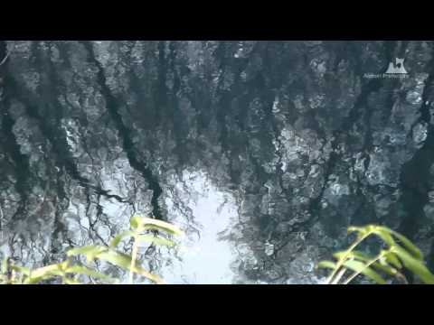 早春の青池（十二湖） - 水面（カメラ固定） - 0187A