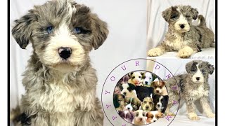 Check out Our Super Cute Huskypoo Puppies