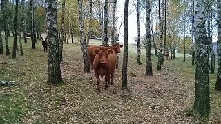 Коровы Хотели Прогнать Меня С Поля) Огромные Коровы Атакуют