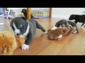 Baby Pitbull Puppy Wants Teddy - Puppy Love