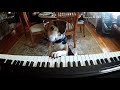 Funny dogs want's this piano