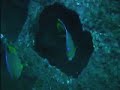 Lionfish on the U-352