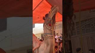 Mashallah Big Size Camel Qurbani 2024