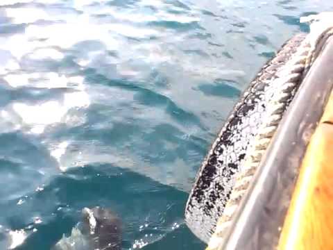 видео рыбалка в алуште видео рыбалка в алуште