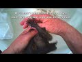 Cute baby flying-fox (bat) has a bath