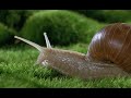 snails