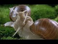 snails