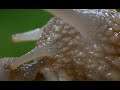 snails