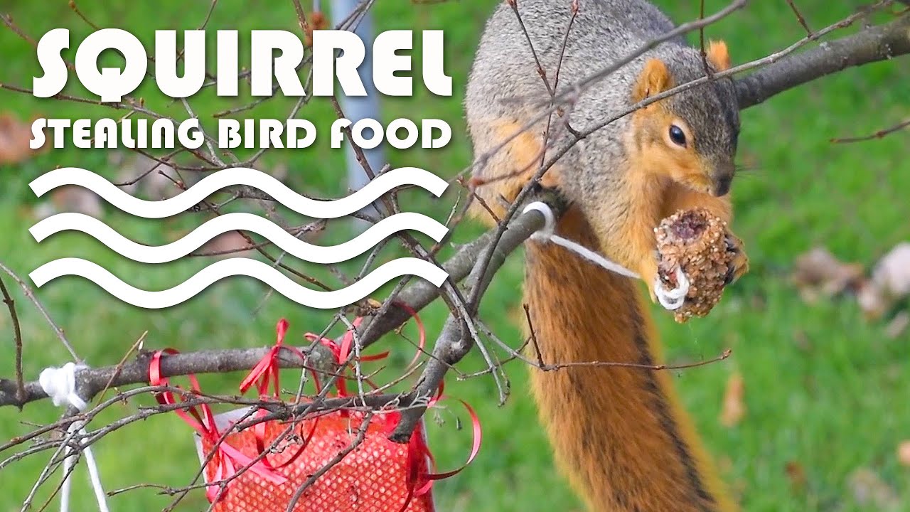 SQUIRREL STEALING BIRD FOOD! YouTube