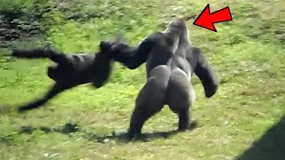35 Times Animals Messed With The Wrong Opponent
