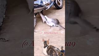 Kucing Berantem Gara-Gara Motor Satu Jadi Penonton Santai