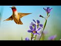 Beautiful Relaxing Music, Beautiful Nature Scenery in 4k Ultra HD, "The Sounds of Spring" Tim Janis