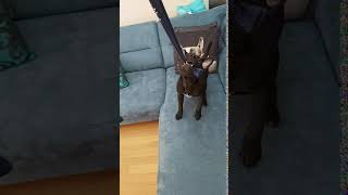 Patterdale Art Bsl Estacado Fell Terrier - Hang On