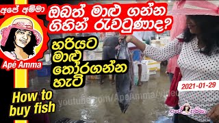 How to buy fish by Apé Amma