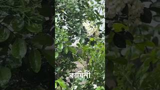 বষটসনত কমন