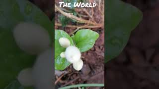 Rabian Jasmine