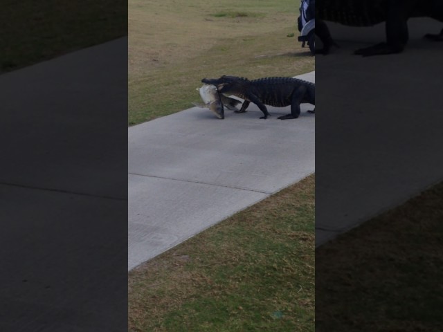 Alligator Walks Across Golf Course With Huge Fish - Video