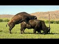 Buffalo Bull Mating | WildLife Photography
