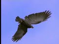 Wild crows inhabiting the city use it to their advantage - David Attenborough - BBC wildlife