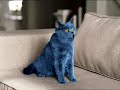 Smarties Blue Cat Commercial