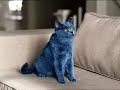 Smarties Blue Cat Commercial