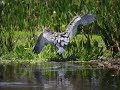 Blue Heron after a good bath.