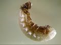 meal worm pupa