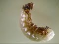 meal worm pupa