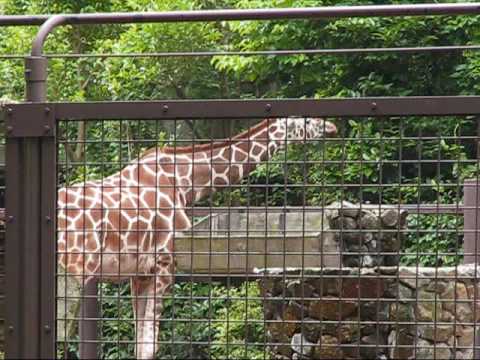 上野動物園（Ueno Zoo Tokyo，Japan） Part．2