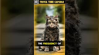 The Insane Story Behind Pet Sematary?