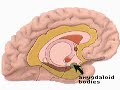 How the Body Works : Units of the Limbic System